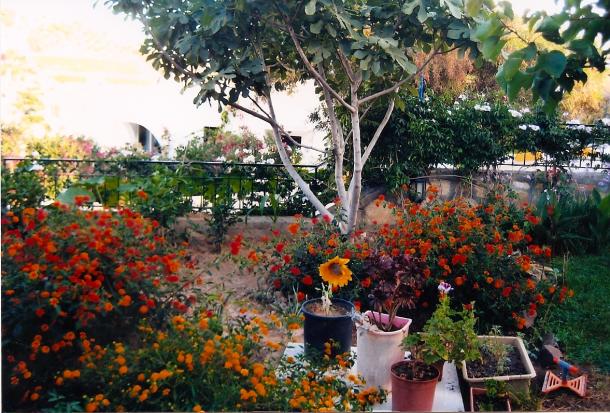 Name:  bahce37.jpg
Views: 1214
Size:  71.3 KB