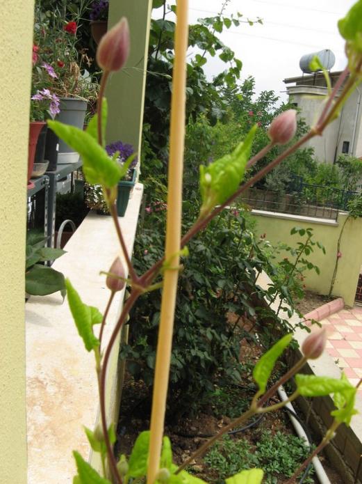 Name:  clematis.jpg
Views: 851
Size:  69.1 KB