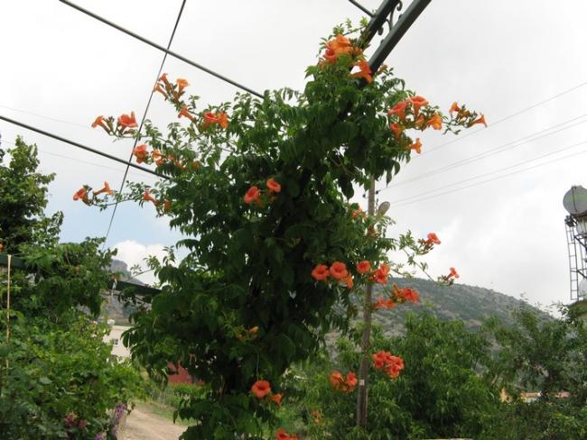 Name:  acem borusu.jpg
Views: 885
Size:  58.3 KB