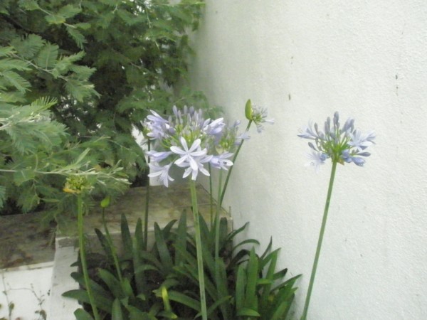 Name:  P7031464 (600 x 450).jpg
Views: 1194
Size:  63.4 KB