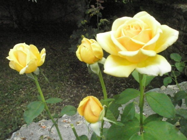 Name:  P7041496 (600 x 450).jpg
Views: 909
Size:  69.8 KB
