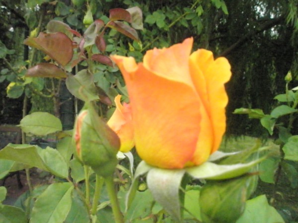 Name:  P7041480 (600 x 450).jpg
Views: 918
Size:  65.3 KB
