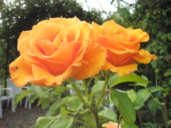 Name:  P7041481 (600 x 450).jpg
Views: 912
Size:  66.9 KB