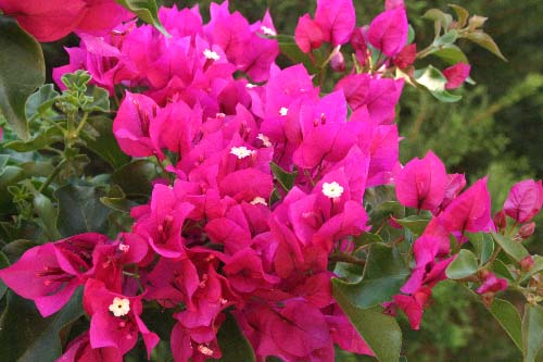 Name:  IMG_4762.JPG
Views: 3324
Size:  60.0 KB