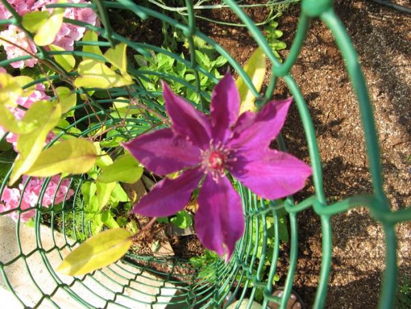Name:  clematis 1.jpg
Views: 1184
Size:  73.1 KB