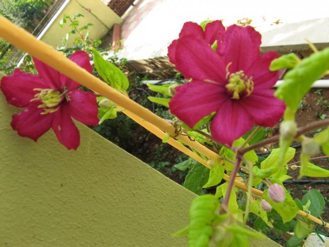 Name:  clematis son.jpg
Views: 1020
Size:  48.6 KB