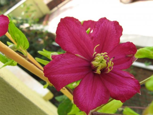 Name:  clemts. pembe.jpg
Views: 1018
Size:  37.7 KB