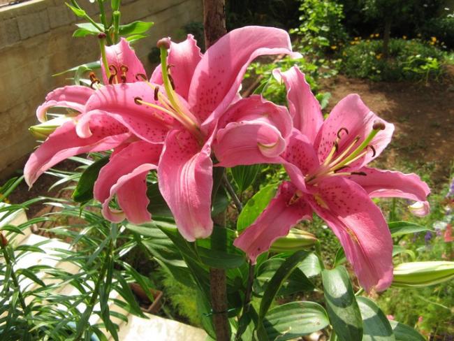 Name:  Lilium pem..jpg
Views: 1086
Size:  66.0 KB