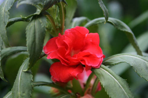 Name:  IMG_4774.JPG
Views: 3458
Size:  45.1 KB