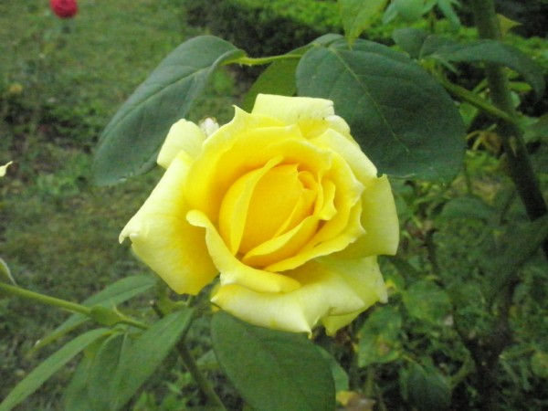 Name:  P7111605 (600 x 450).jpg
Views: 1028
Size:  60.9 KB