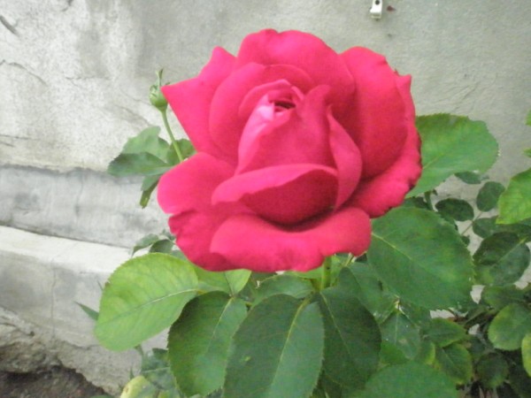 Name:  P7111600 (600 x 450).jpg
Views: 1039
Size:  56.2 KB