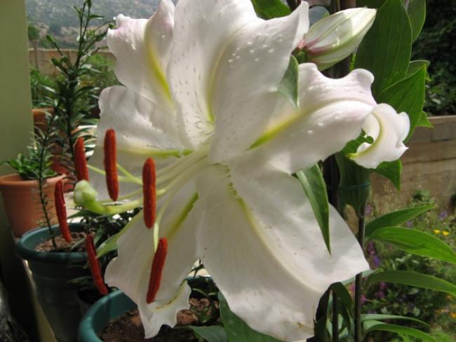Name:  beyaz lilium.jpg
Views: 995
Size:  42.8 KB