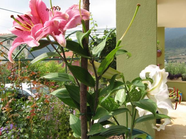Name:  pembe beyaz lilium.jpg
Views: 1017
Size:  64.5 KB