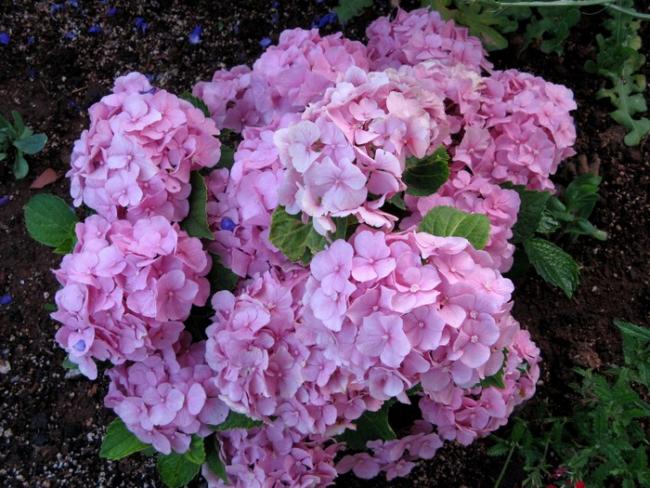 Name:  orttanca.jpg
Views: 1413
Size:  67.1 KB