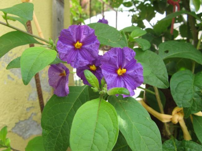 Name:  solanum.jpg
Views: 1022
Size:  45.2 KB