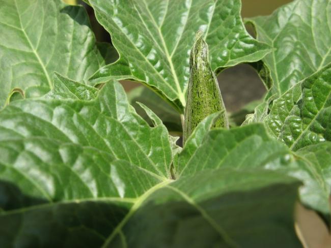 Name:  datura.jpg
Views: 815
Size:  43.8 KB