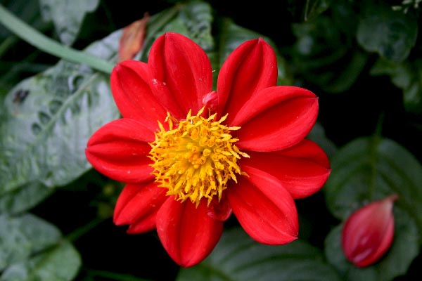 Name:  dahlia.jpg
Views: 2187
Size:  55.8 KB