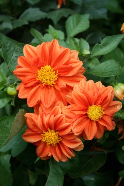 Name:  dahlia02.jpg
Views: 2078
Size:  56.7 KB