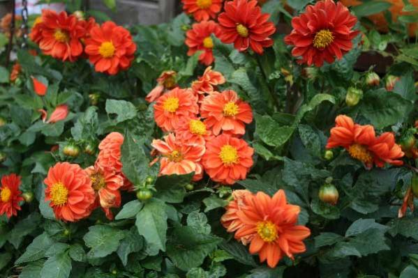 Name:  IMG_4807.jpg
Views: 1886
Size:  47.8 KB