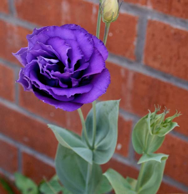 Name:  IMG_4780.JPG
Views: 1934
Size:  54.8 KB