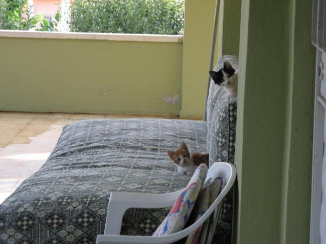 Name:  kediler.jpg
Views: 774
Size:  42.3 KB