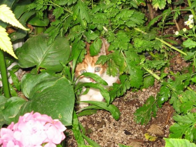 Name:  kedi.jpg
Views: 1008
Size:  70.3 KB