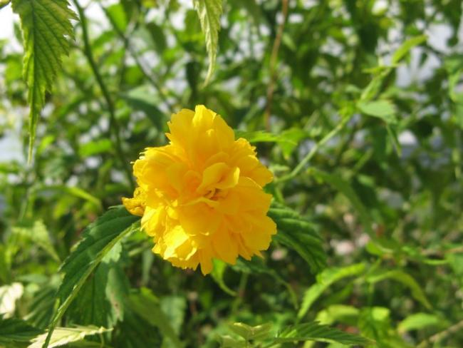 Name:  kanarya gl.jpg
Views: 817
Size:  44.9 KB