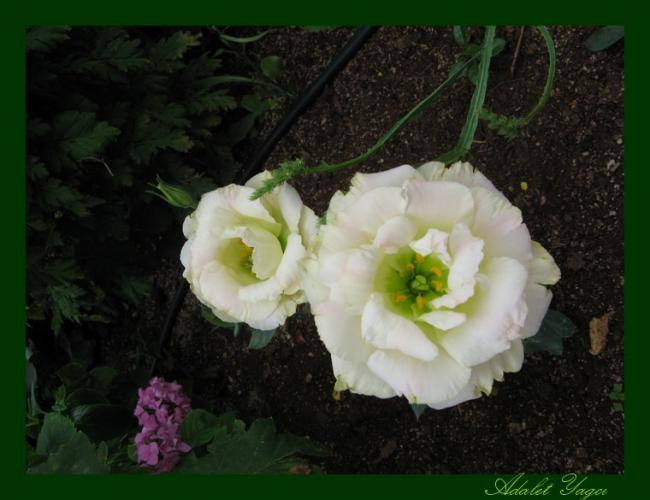 Name:  Lisian..jpg
Views: 989
Size:  38.8 KB