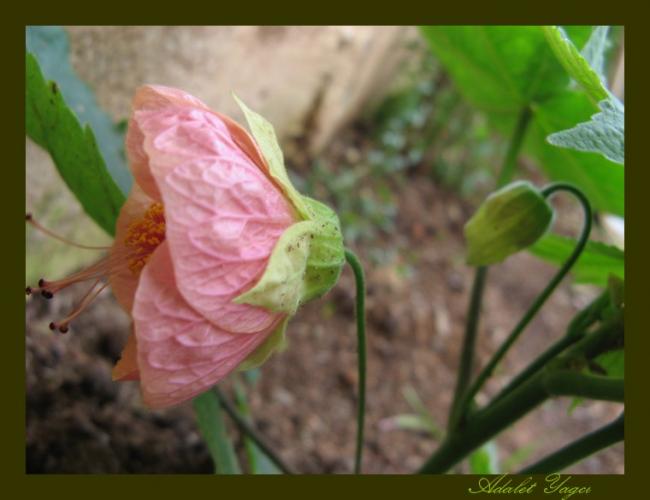 Name:  Abottilion 1.jpg
Views: 795
Size:  33.2 KB
