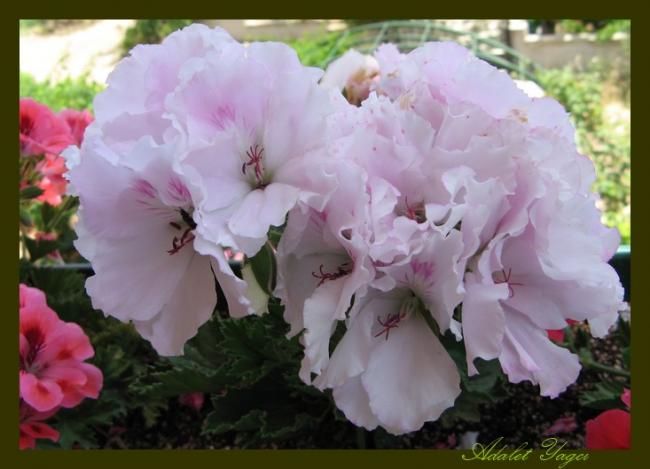 Name:  Ceylan Sardunya.jpg
Views: 807
Size:  37.5 KB