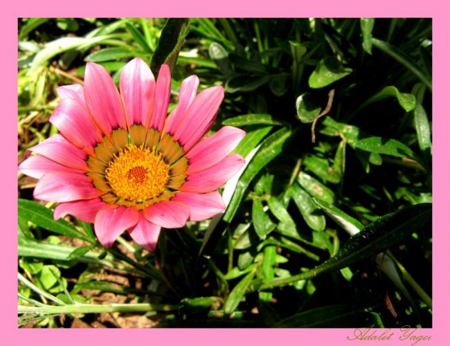 Name:  Gazania.....jpg
Views: 783
Size:  56.0 KB