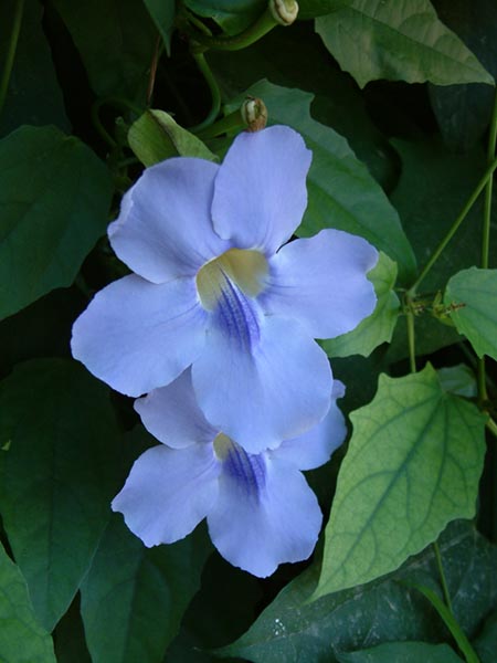 Name:  thunbergia_grandiflora.jpg
Views: 1614
Size:  52.8 KB