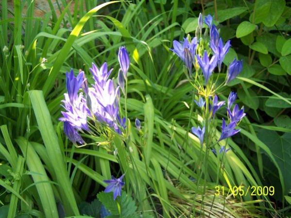 Name:  soganli mavi.jpg
Views: 1632
Size:  57.5 KB