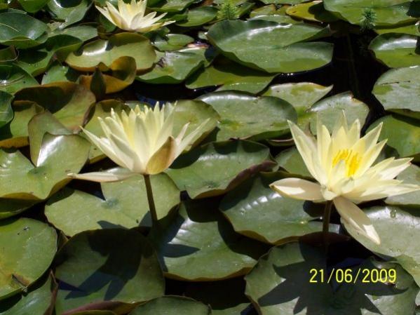 Name:  chromatella.jpg
Views: 1503
Size:  46.2 KB