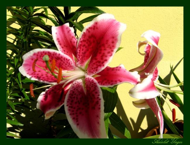 Name:  liliasil.jpg
Views: 1192
Size:  55.2 KB