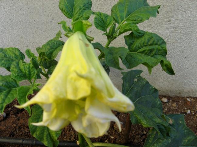 Name:  datura sar.jpg
Views: 1093
Size:  50.4 KB