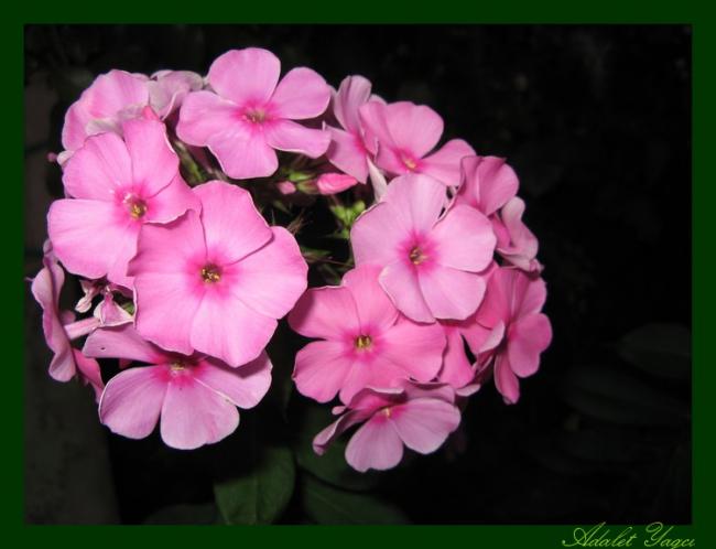 Name:  phuloks1.jpg
Views: 1027
Size:  32.9 KB