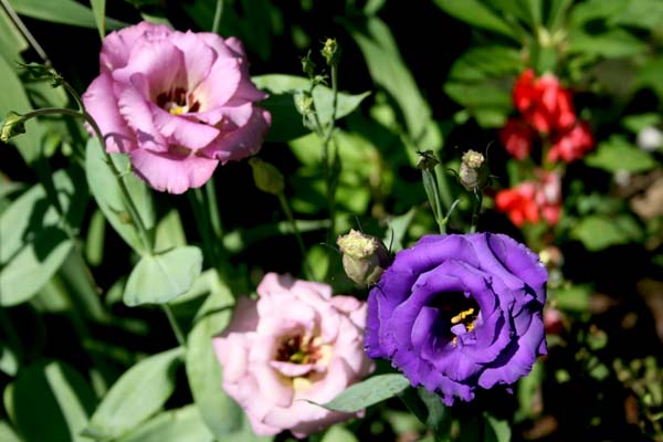 Name:  IMG_4912.JPG
Views: 1283
Size:  62.9 KB