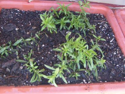 Name:  gurbik-feriha-29.07.2009.jpg
Views: 865
Size:  32.6 KB