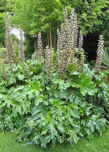 Name:  ACANTHUS MOLLIS.jpg
Views: 19112
Size:  59.6 KB