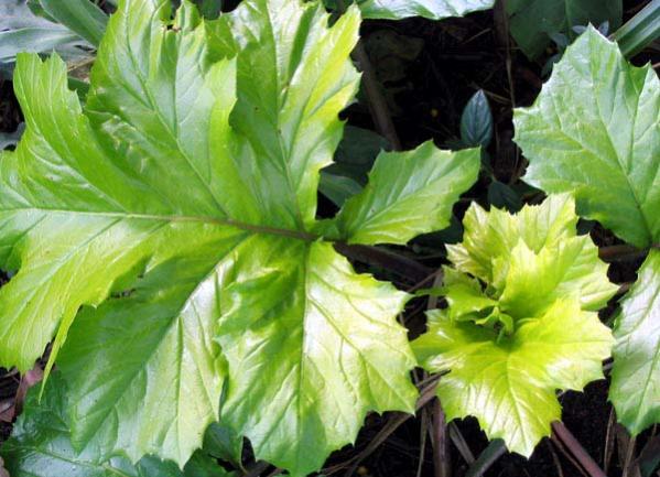 Name:  acanthus-light-green.jpg
Views: 3049
Size:  50.7 KB