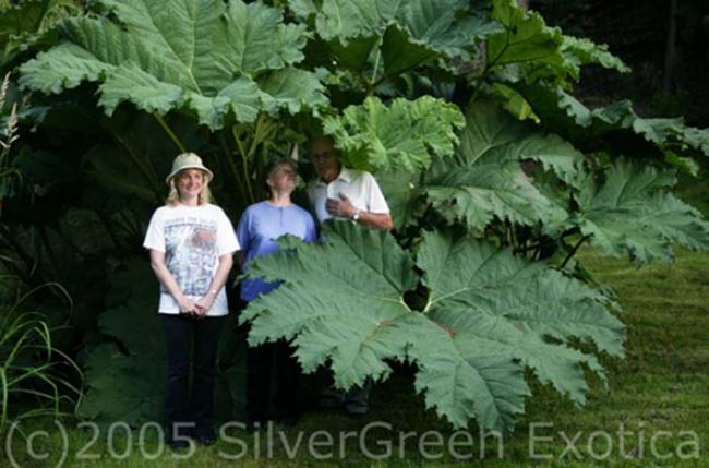 Name:  Weskwick gunnera 1 SGE (908 x 600).jpg
Views: 2921
Size:  46.7 KB