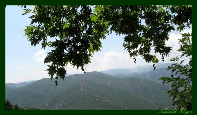 Name:  toroslar.jpg
Views: 943
Size:  48.3 KB