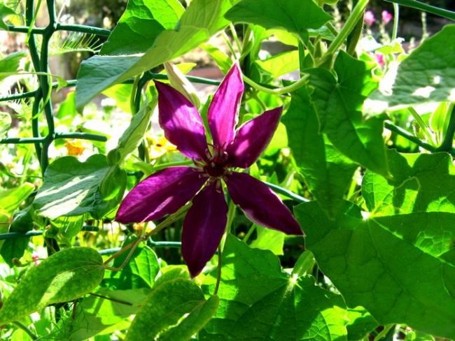 Name:  clematis the president...jpg
Views: 1019
Size:  69.6 KB