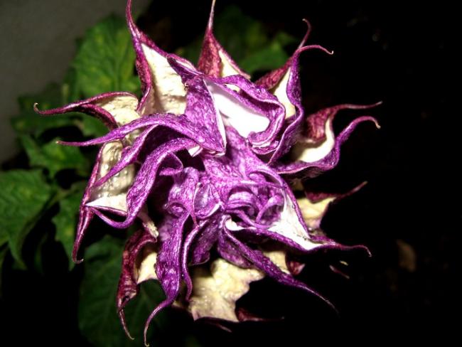 Name:  datura mor bahem.jpg
Views: 1079
Size:  42.3 KB