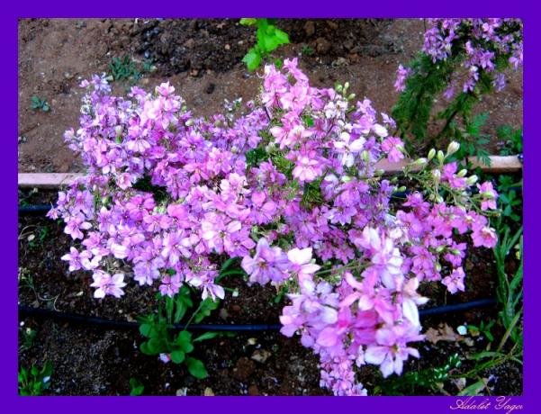Name:  Hazeranlar mavi.jpg
Views: 1025
Size:  71.7 KB