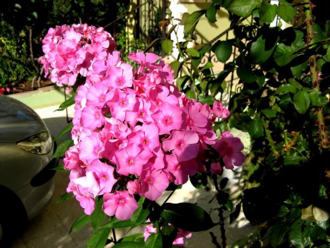 Name:  phlox.jpg
Views: 1487
Size:  65.7 KB
