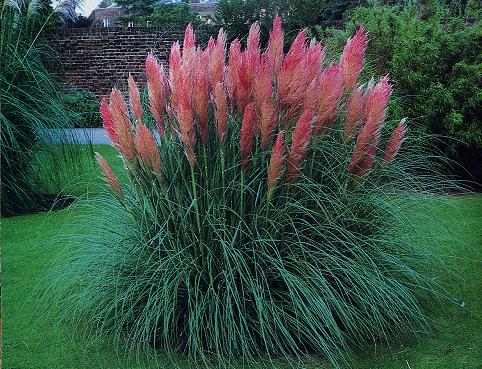 Name:  PinkPampasGrass.jpg
Views: 3518
Size:  67.5 KB