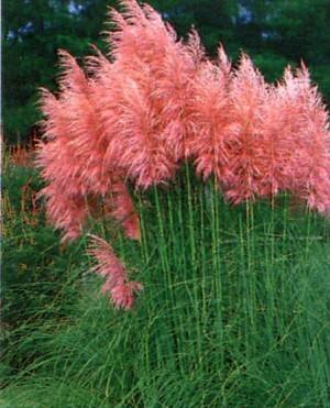Name:  PUSKULLU-PAMPAS-CIMI-TOHUMU-PEMBE-40-TOHUM__19008551_0.jpg
Views: 4675
Size:  24.1 KB