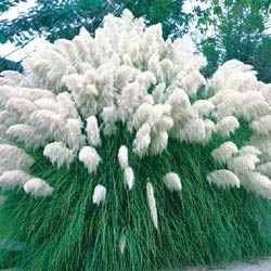 Name:  whitepampasgrass.jpg
Views: 2819
Size:  11.9 KB